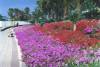 promenade, Las Americas, Tenerife